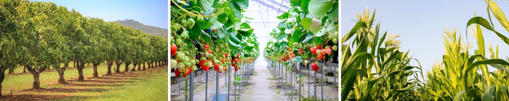 Fruit Farming Business Loans