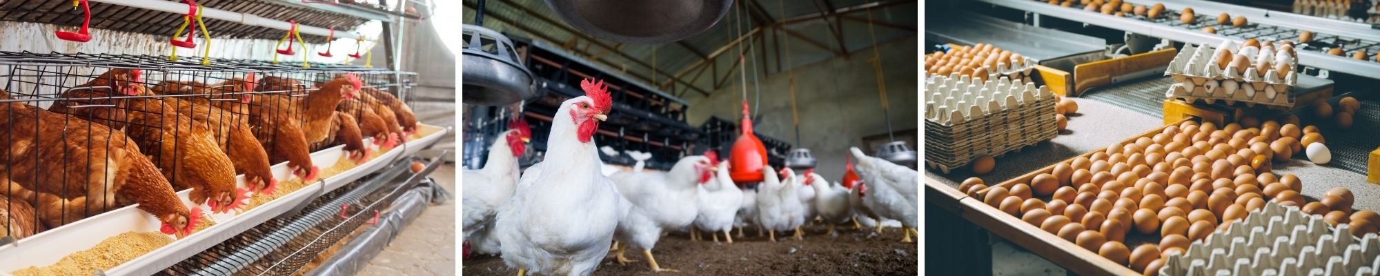 Poultry Farm Financing