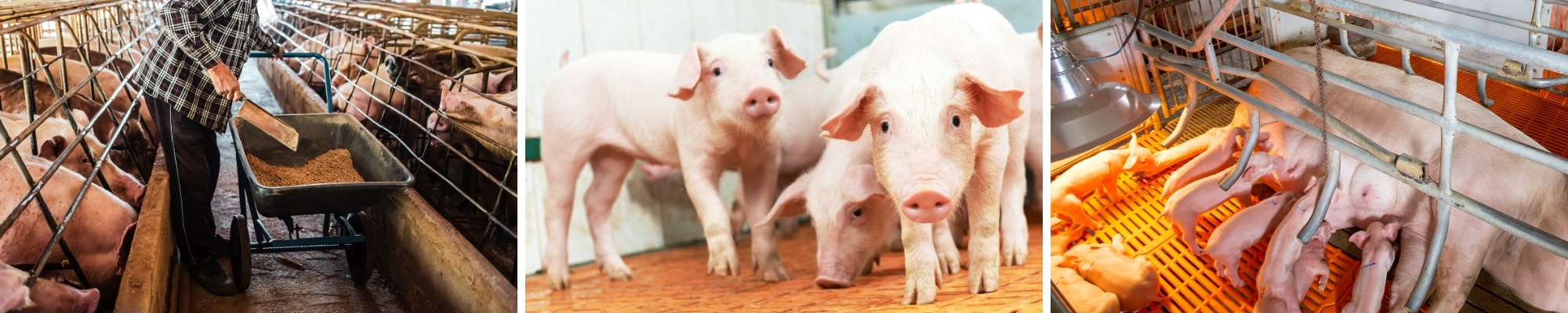 Swine Industry Financing