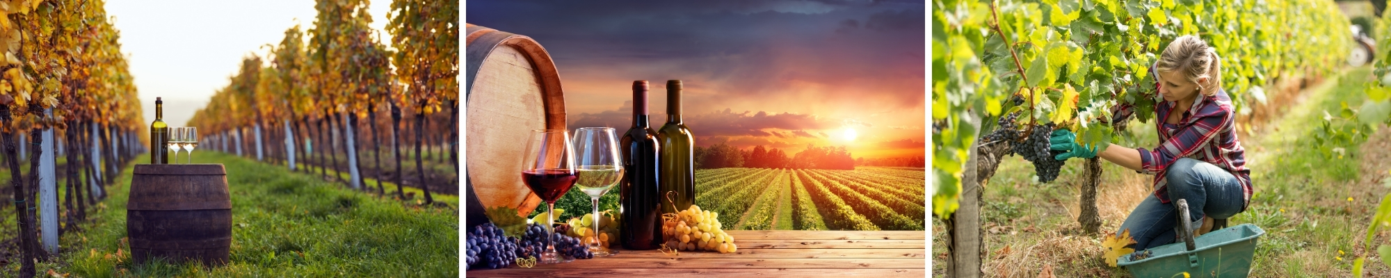 Vineyard and Winery Financing